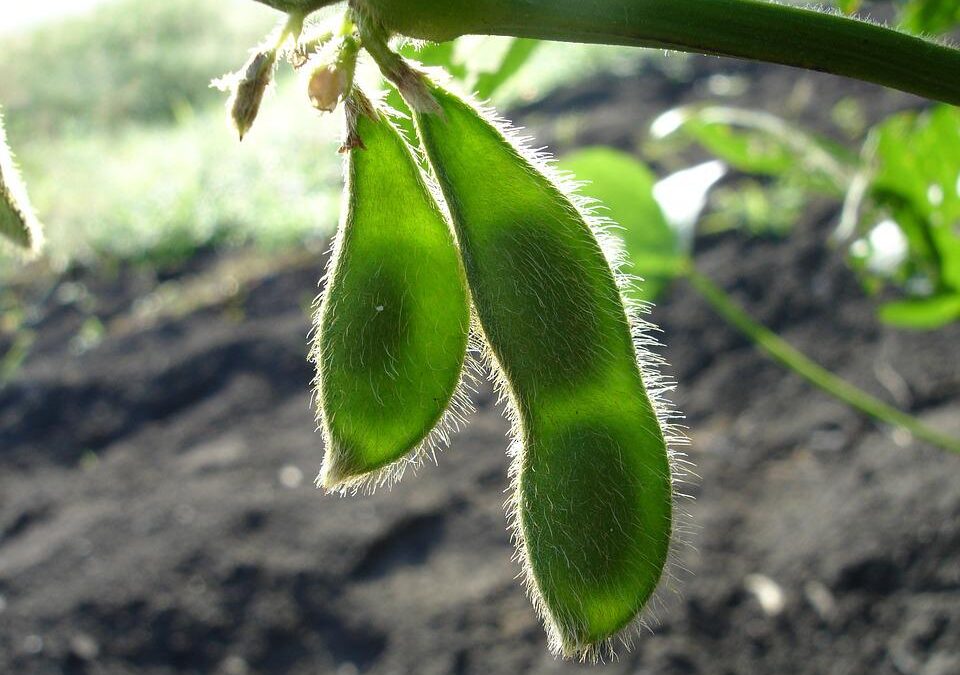 Ano de La Niña requer cultivar de soja específica para o Sul do país